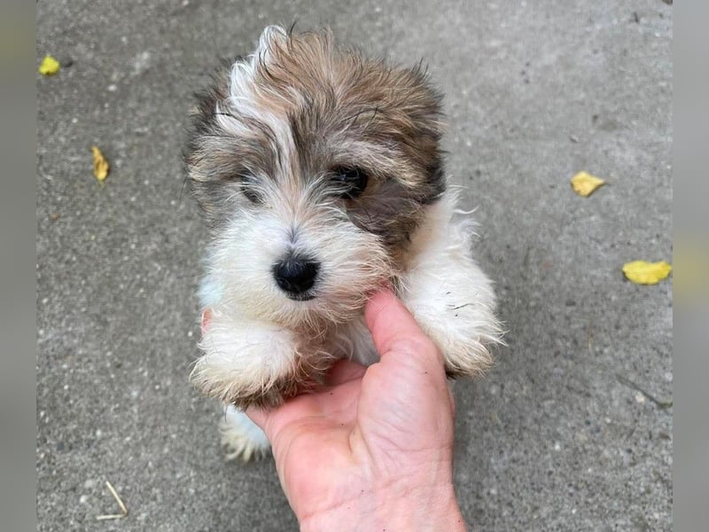 BELLA - zuckersüßes Hundekind