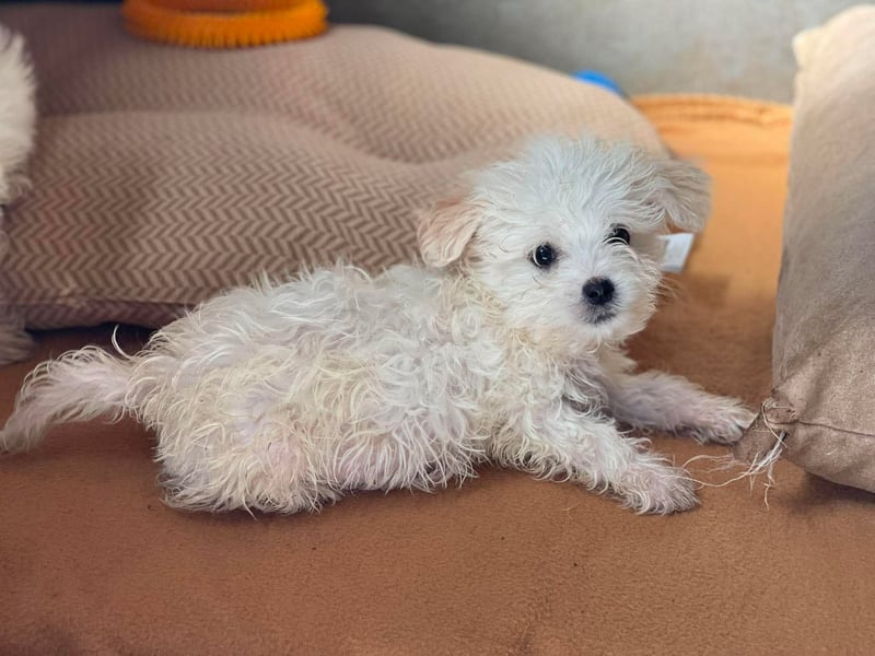 MILO - kleiner Herzensbrecher sucht liebevolles Zuhause