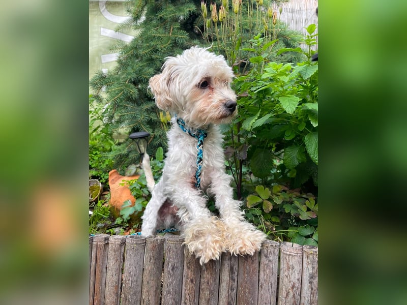 PUFI - kleine Seele sucht seine Menschen