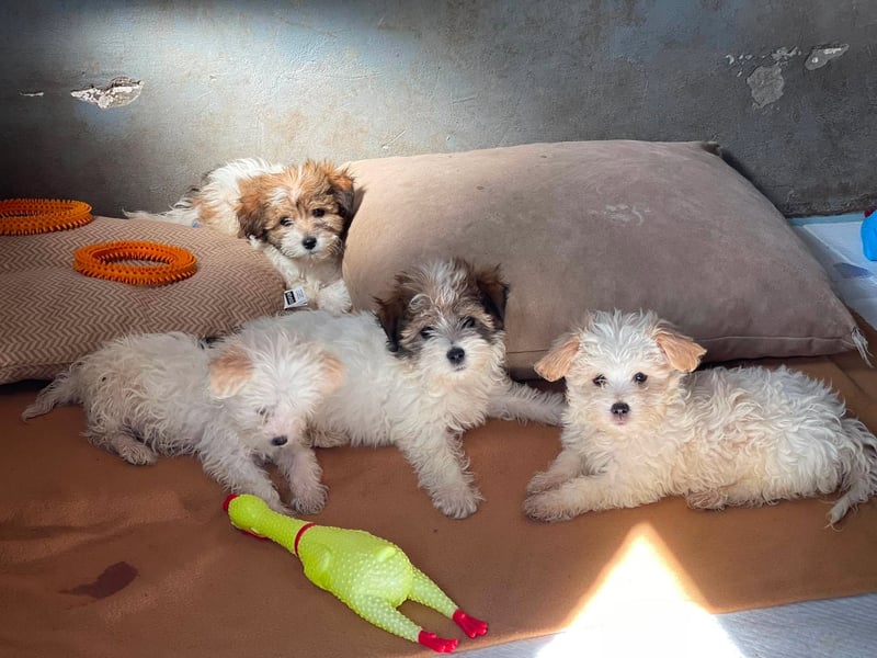 BELLA - zuckersüßes Hundekind