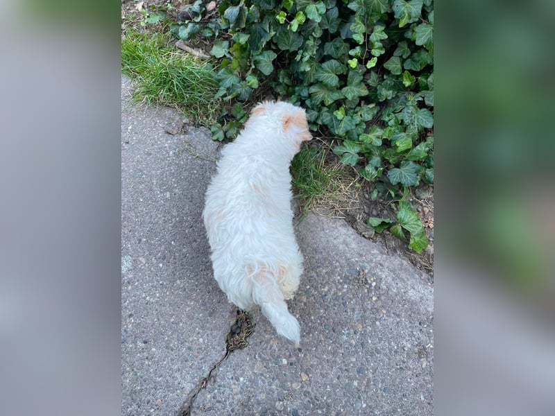 BONNIE - liebevolles Hundemädchen