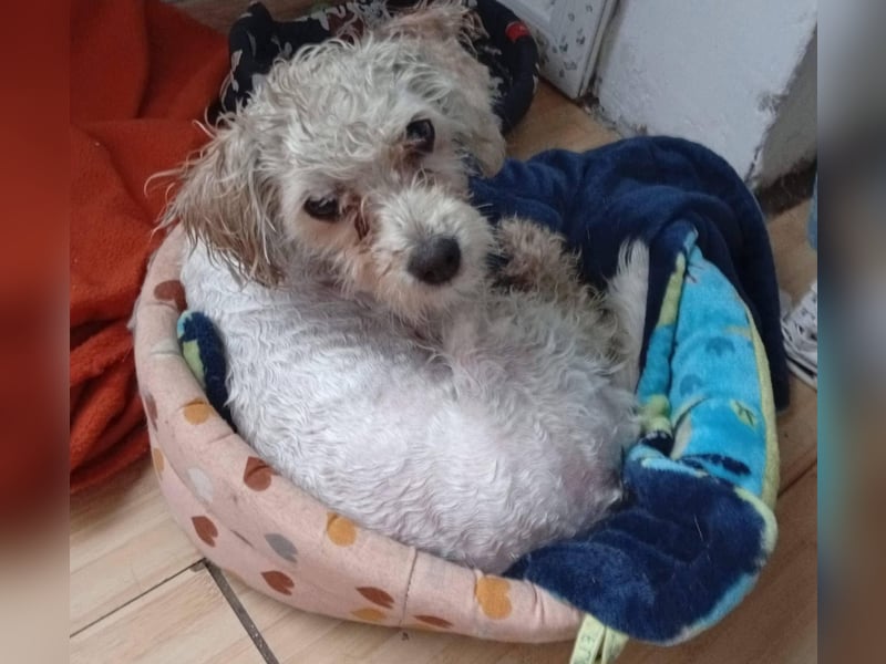 PUFI - kleine Seele sucht seine Menschen