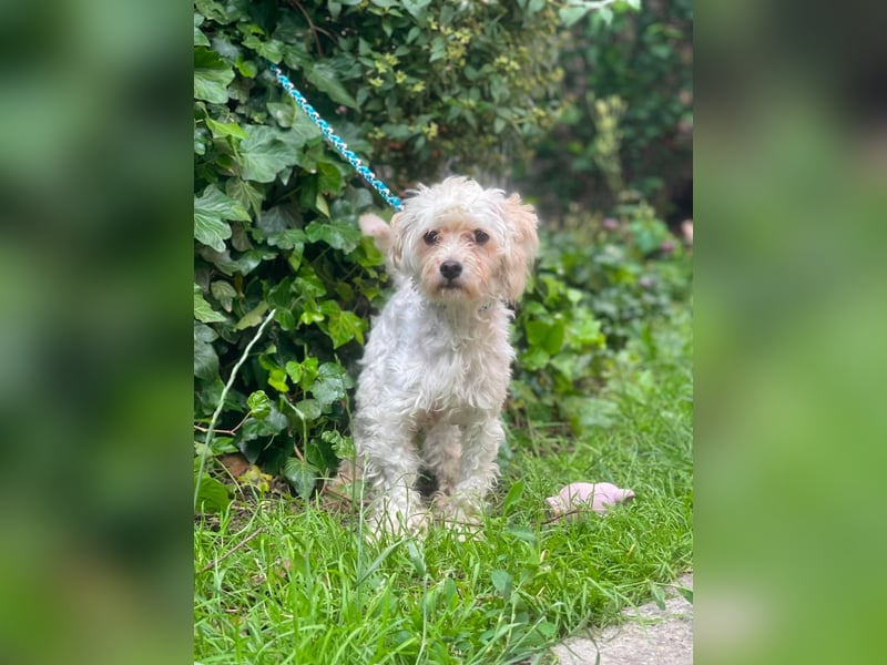 PUFI - kleine Seele sucht seine Menschen