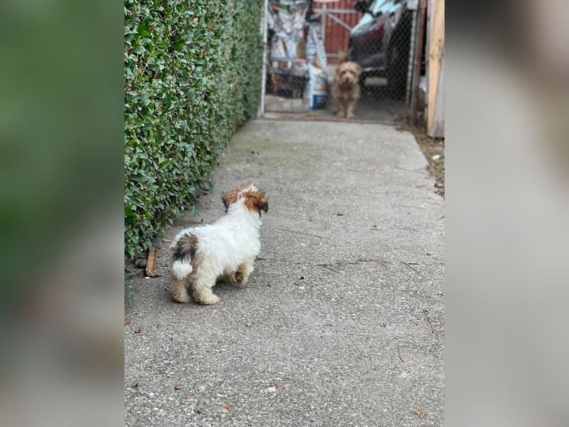 BELLA - zuckersüßes Hundekind