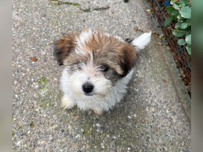 BELLA - zuckersüßes Hundekind