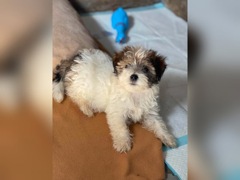 BELLA - zuckersüßes Hundekind