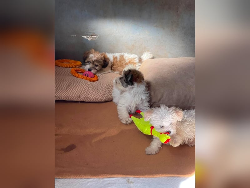 MILO - kleiner Herzensbrecher sucht liebevolles Zuhause