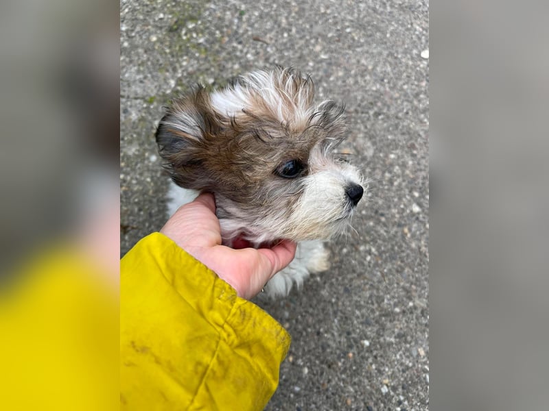 BELLA - zuckersüßes Hundekind