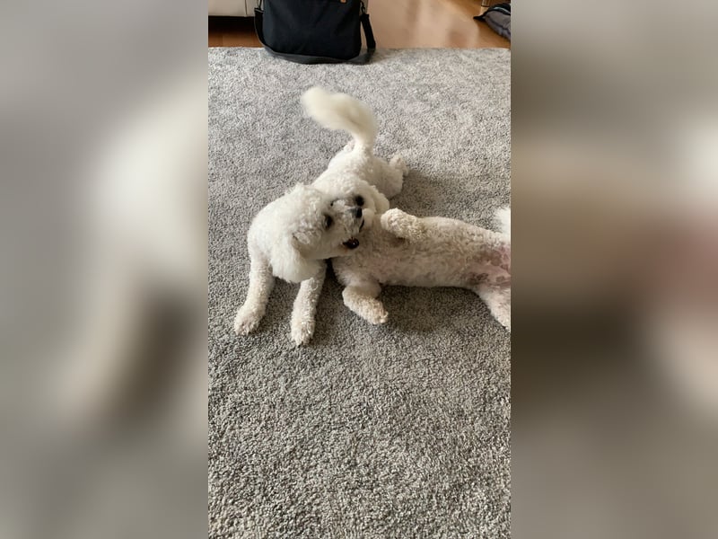 Bichon Frisé „Zwillinge“ suchen liebevolles Zuhause - bitte nur seriöse Anfragen