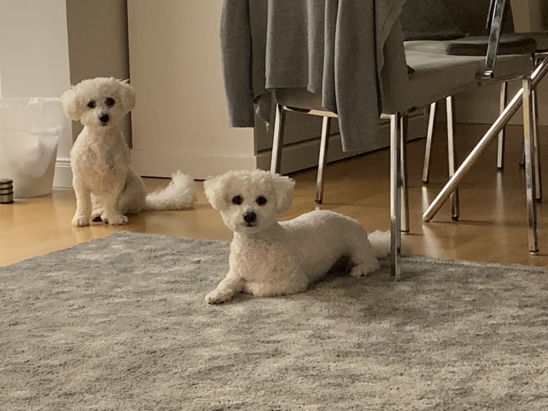 Bichon Frisé „Zwillinge“ suchen liebevolles Zuhause - bitte nur seriöse Anfragen