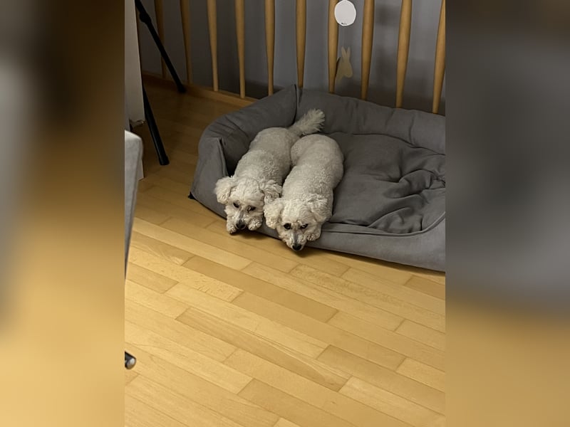 Bichon Frisé „Zwillinge“ suchen liebevolles Zuhause - bitte nur seriöse Anfragen