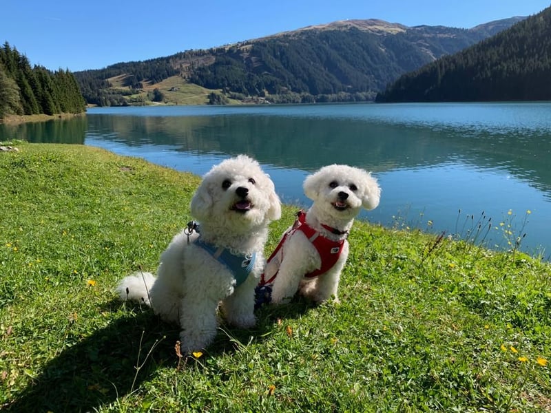 Bichon Frisé „Zwillinge“ suchen liebevolles Zuhause - bitte nur seriöse Anfragen