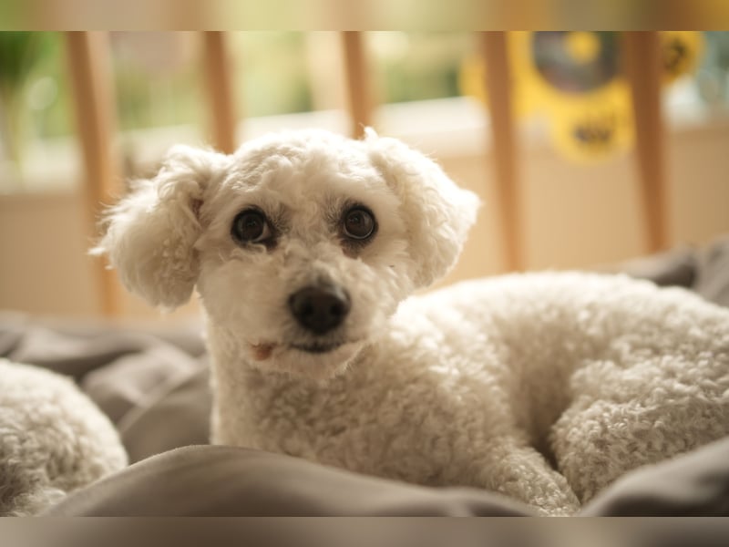Bichon Frisé „Zwillinge“ suchen liebevolles Zuhause - bitte nur seriöse Anfragen