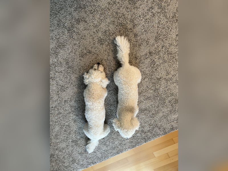 Bichon Frisé „Zwillinge“ suchen liebevolles Zuhause - bitte nur seriöse Anfragen