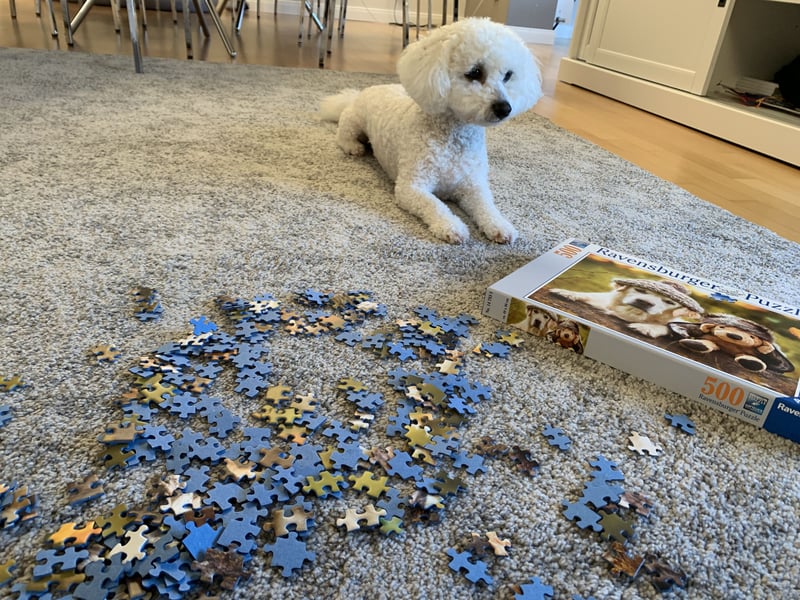 Bichon Frisé „Zwillinge“ suchen liebevolles Zuhause - bitte nur seriöse Anfragen