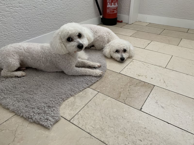Bichon Frisé „Zwillinge“ suchen liebevolles Zuhause - bitte nur seriöse Anfragen