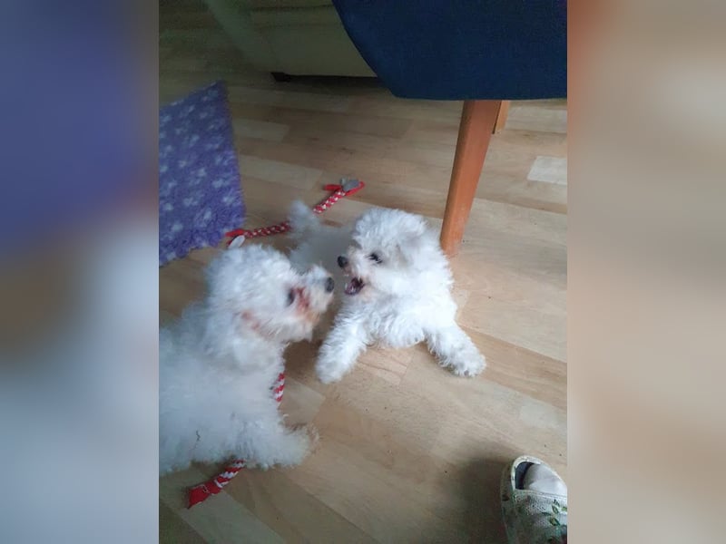 Bichon frise Welpen