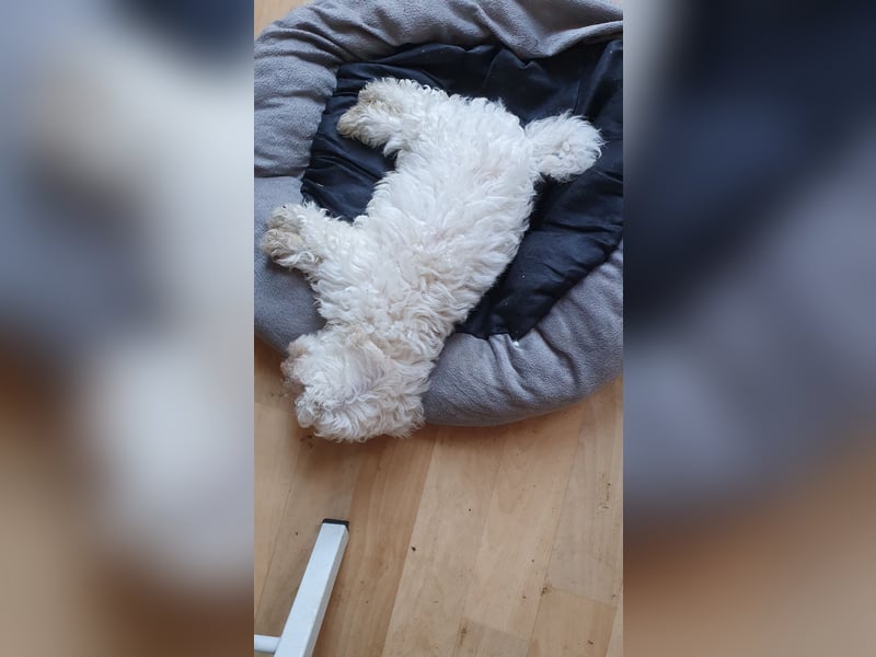 Bichon frise Welpen