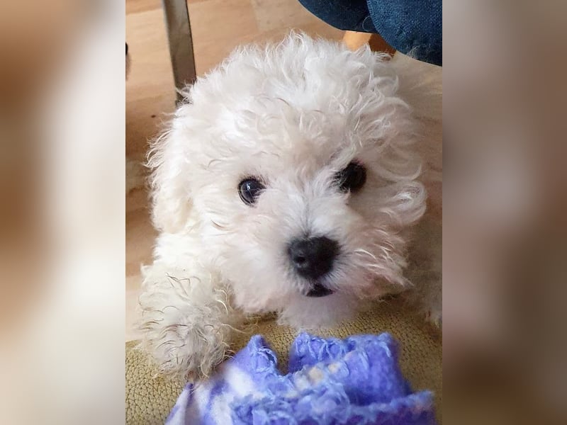 Bichon frise Welpen