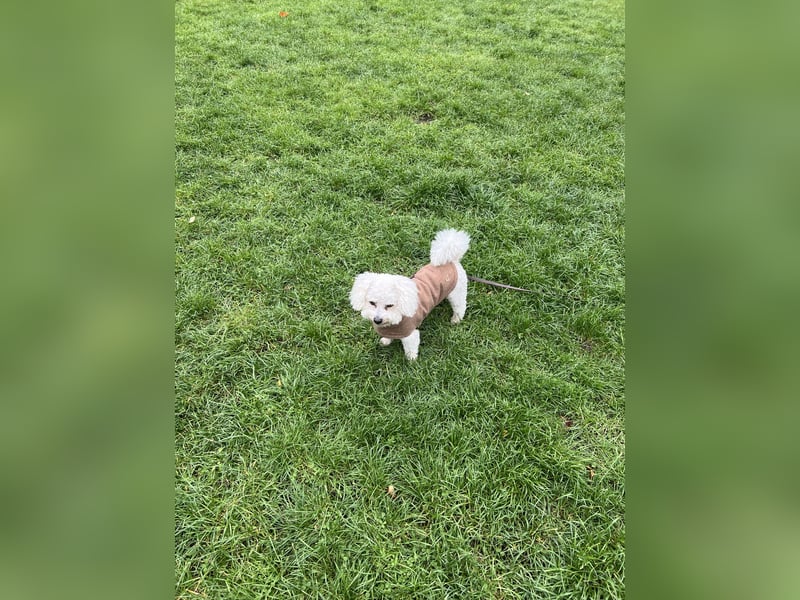 Bichon Frisé Rüde, 7 Jahre