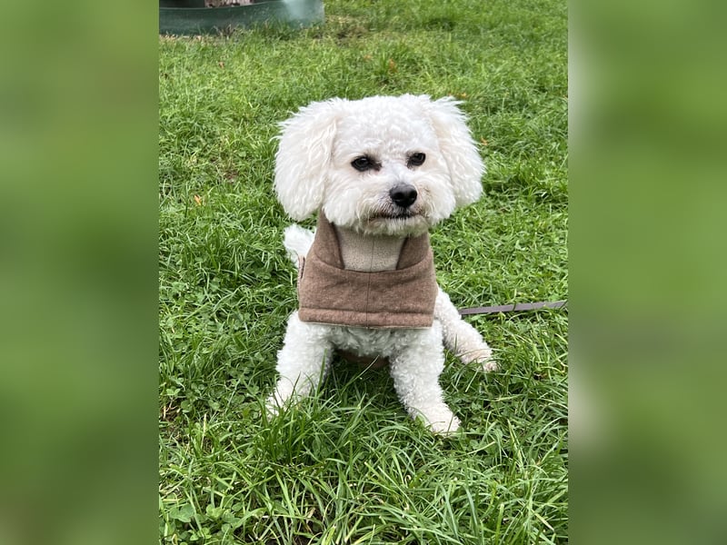 Bichon Frisé Rüde, 7 Jahre
