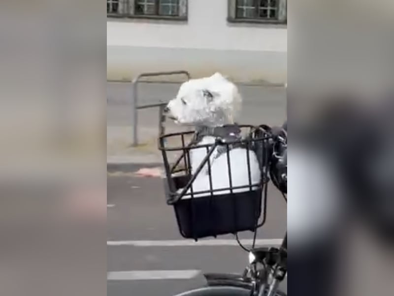 Bichon Frisé Rüde, 7 Jahre