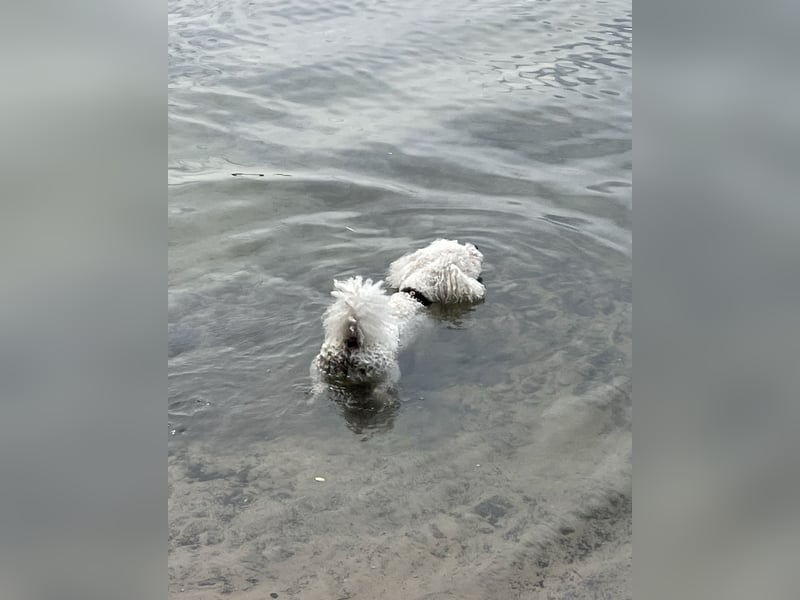 Bichon Frisé Rüde, 7 Jahre