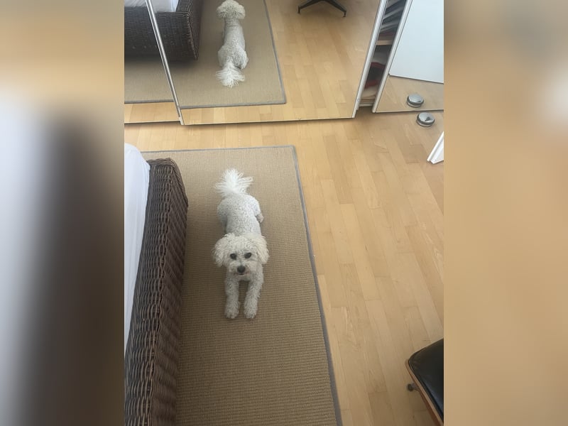 Bichon Frisé Rüde, 7 Jahre