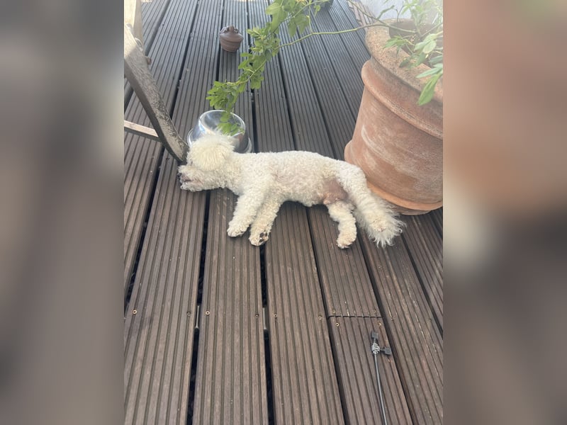 Bichon Frisé Rüde, 7 Jahre