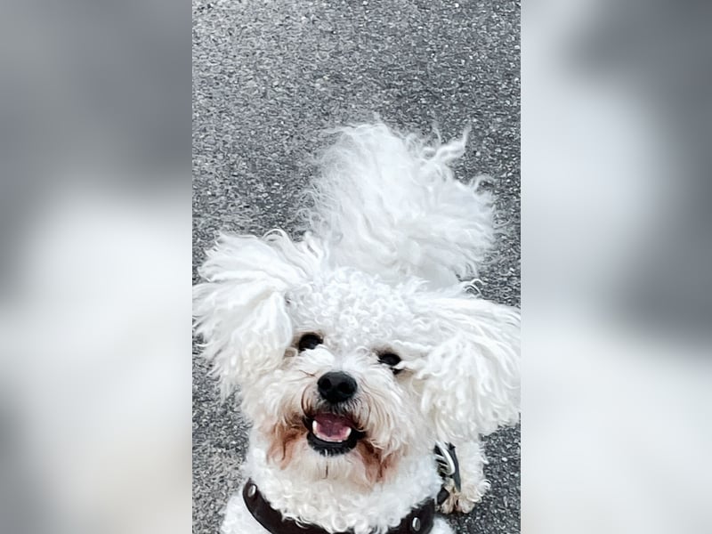 Bichon Frisé Rüde, 7 Jahre