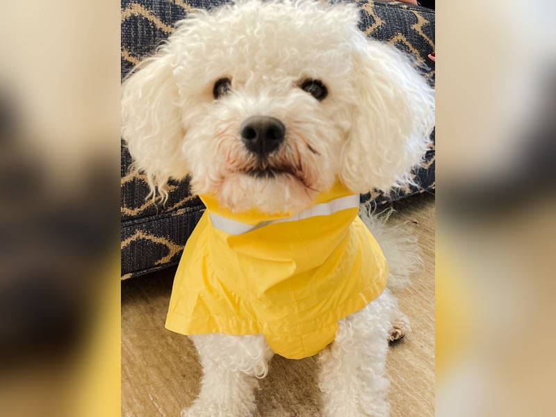 Bichon Frisé Rüde, 7 Jahre