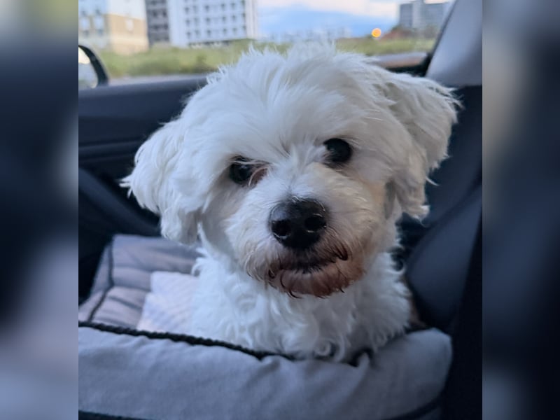 Pedro sucht sein Für-Immer-Zuhause! 