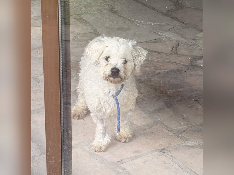 Pedro sucht sein Für-Immer-Zuhause! 