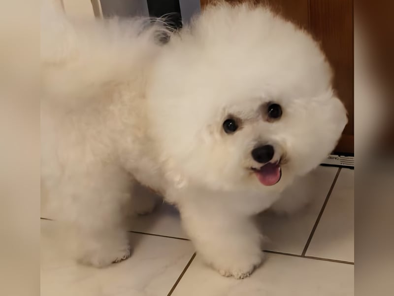 Bichon Frise Welpen aus gesunder Zucht mit Abstammungsurkunde VDH/FCI