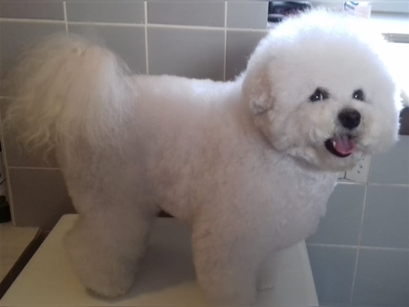 Bichon Frise Welpen aus gesunder Zucht mit Abstammungsurkunde VDH/FCI