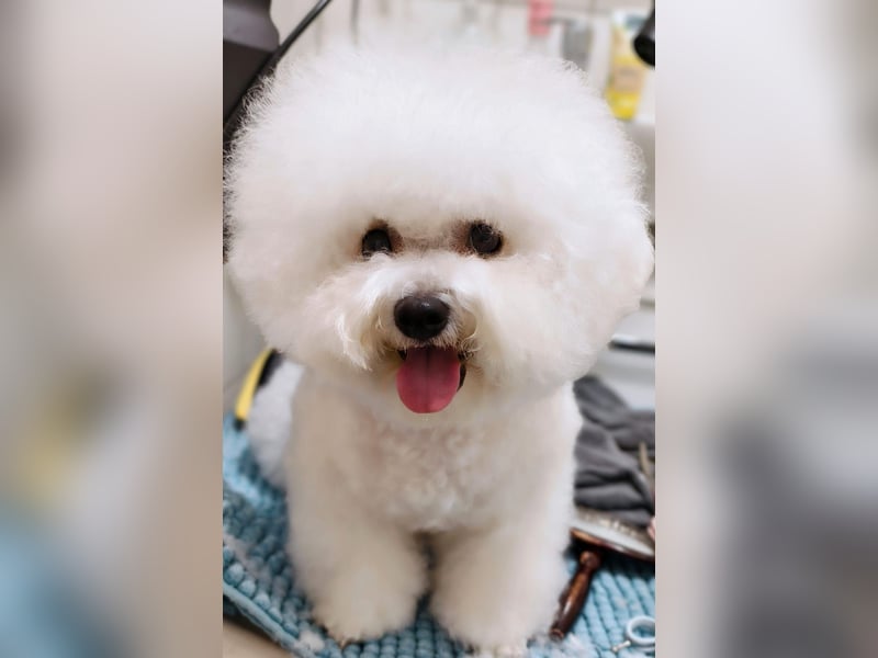 Bichon Frise Welpen aus gesunder Zucht mit Abstammungsurkunde VDH/FCI