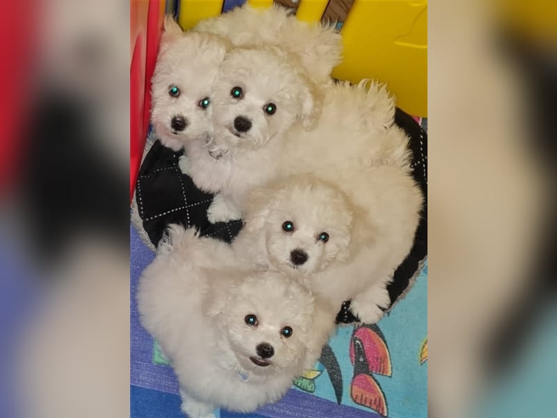 Bichon Frise Welpen aus gesunder Zucht mit Abstammungsurkunde VDH/FCI