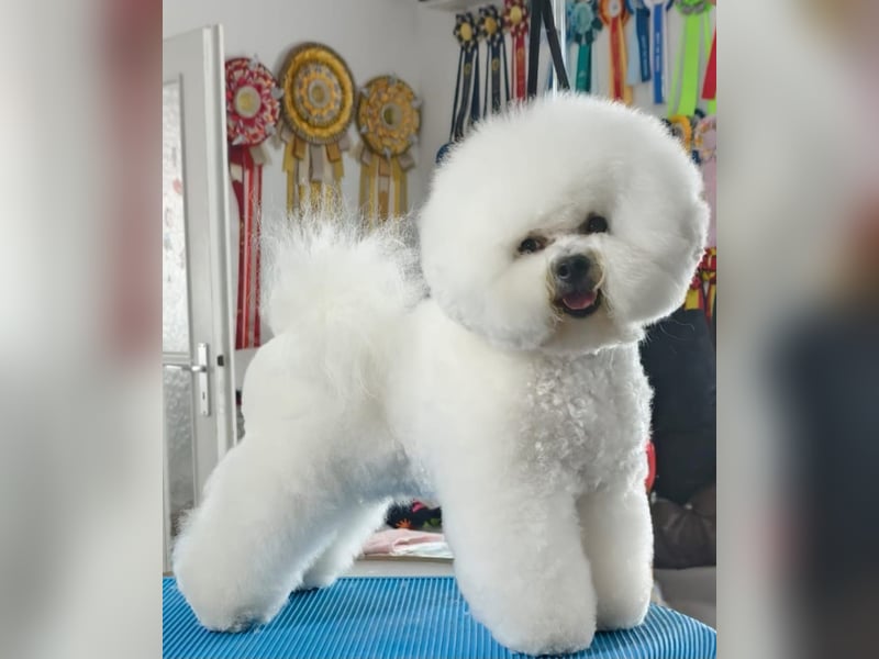 Bichon Frise Welpen aus gesunder Zucht mit Abstammungsurkunde VDH/FCI