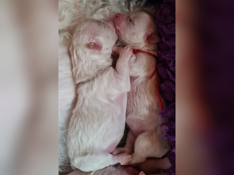 Bichon Frise Welpen aus gesunder Zucht mit Abstammungsurkunde VDH/FCI