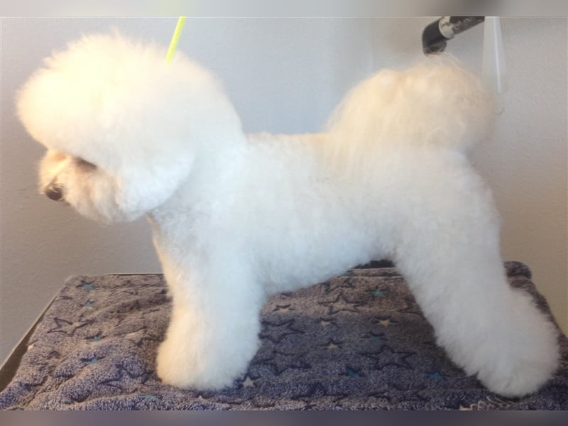Bichon Frise Welpen aus gesunder Zucht mit Abstammungsurkunde VDH/FCI