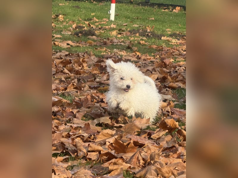 Bichon à poil frisé - Zwei verspielte Prinzessinnen suchen ihre Familie