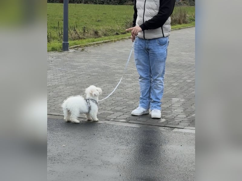 Bichon à poil frisé - Zwei verspielte Prinzessinnen suchen ihre Familie