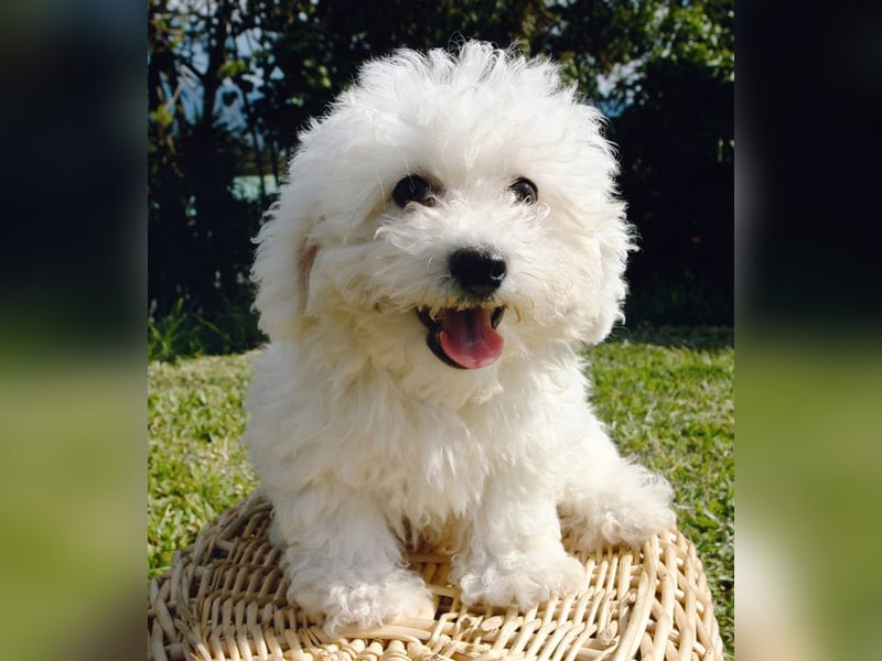 Bichon à poil frisé - Zwei verspielte Prinzessinnen suchen ihre Familie