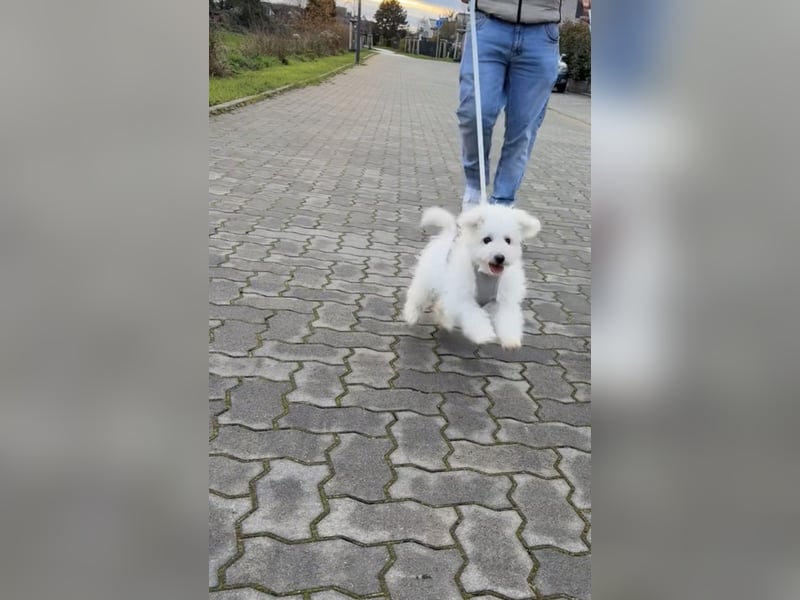 Bichon à poil frisé - Zwei verspielte Prinzessinnen suchen ihre Familie
