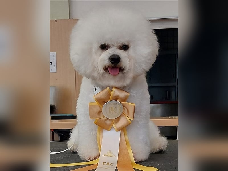 Typvolle Bichon Frisé-Welpen ab End November 2024 abzugeben!