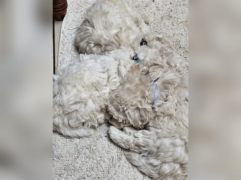 Bichon Frise Welpen Rassemischlinge