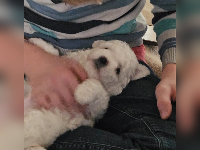 Bichon Frise Welpen  .... Rüden suchen ein Zuhause