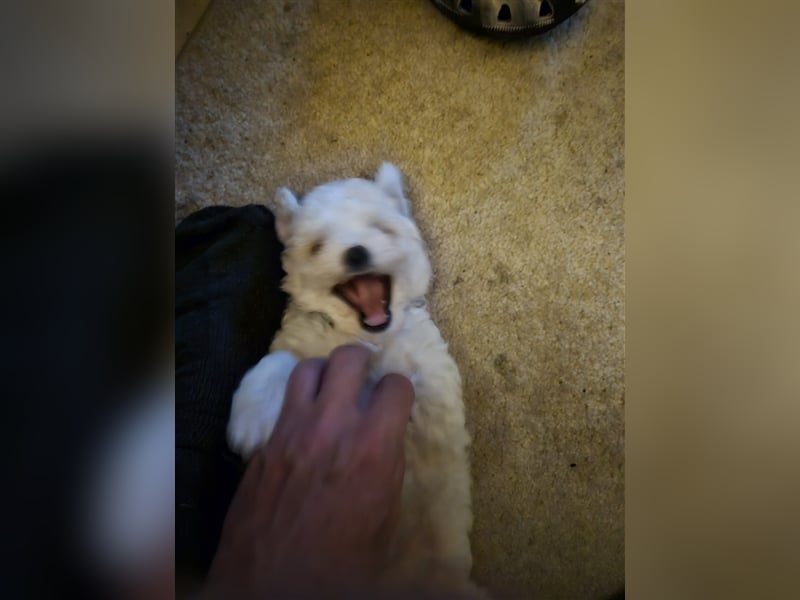 Bichon Frise Welpen Rassemischlinge