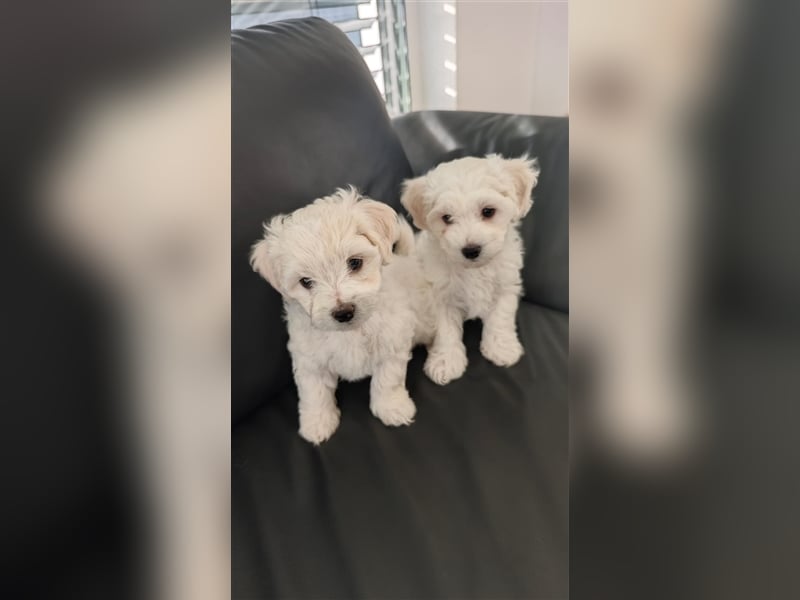 Herzensbrecher suchen ein liebevolles Zuhause: 2 Bichon Frise Welpen (Rüden) zu Verkaufen