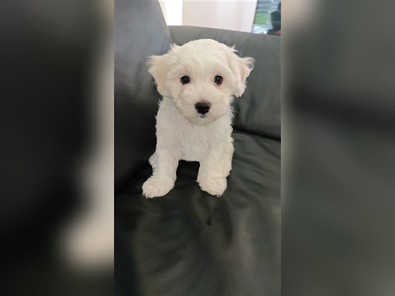 Herzensbrecher suchen ein liebevolles Zuhause: 2 Bichon Frise Welpen (Rüden) zu Verkaufen